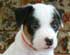 JRTCA Breeders Web Site