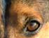 JRTCA Breeders Web Site