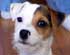 JRTCA Breeders Web Site
