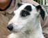 JRTCA Breeders Web Site