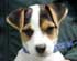 JRTCA Breeders Web Site