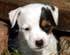 Online Terrier Boutique