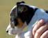 Online Terrier Boutique