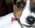 JRTCA Breeders Web Site