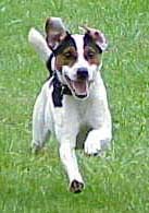 Jack Russell Terrier