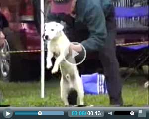 Click to play video