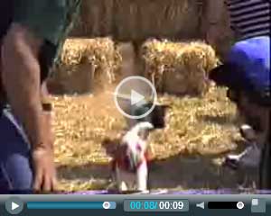 Click to play video