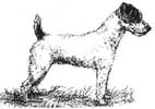 JRTCA Breed Standard