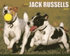 Jack Russells 2010 Calendar is $13.99