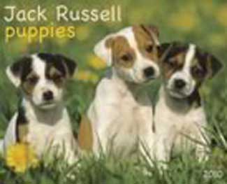 Jack Russell Puppies 2010 Calendar