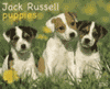 Jack Russell Puppies 2010 Calendar is $13.99