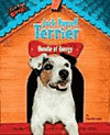 Jack Russell Terrier - Bundle of Energy is $18.95