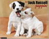 2013 Jack Russell Puppies Calendar is $13.99