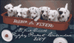 Jasper Jack Russell Mini Calendar 2009 is $5.00