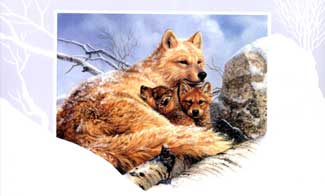 Family Warmth Christmas Card Set