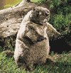 Groundhog Hand Puppet is $20.00