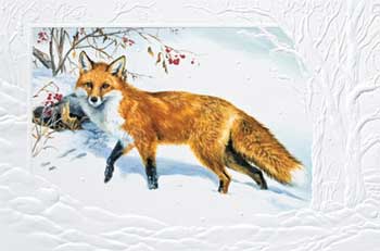 Out Foxed Christmas Cards