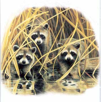 Three Raccoons Note Cards
