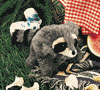 Baby Raccoon Hand Puppet is $14.00