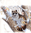 A View From Above Christmas Card Set is $17.50
