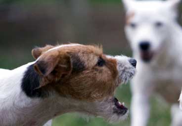 Jack Russell Terrier - the right dog for you?