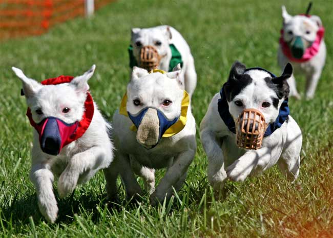 Jack Russell Terrier Race