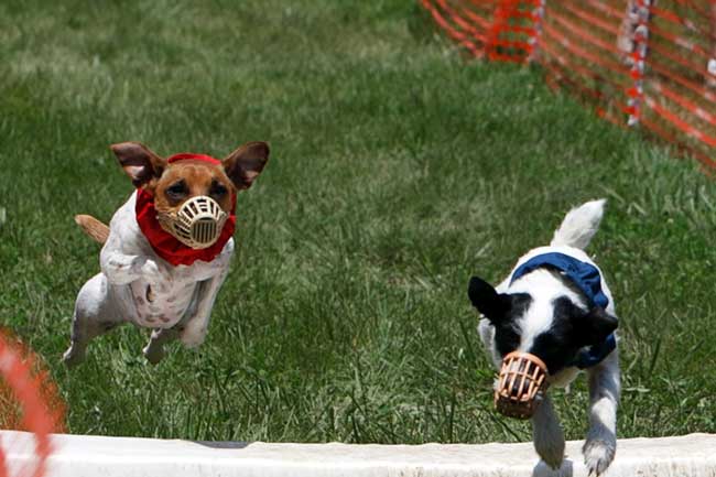 Jack Russell Terrier Race