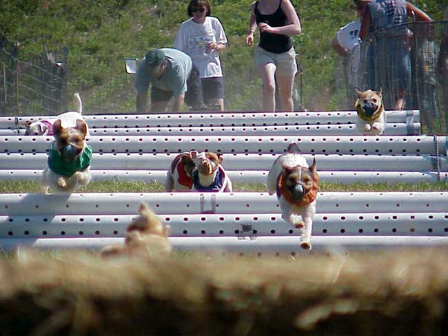 Jack Russell Terrier Race