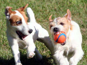 ball aggression in dogs