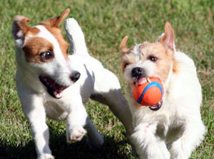 Aggression in Jack Russell Terriers