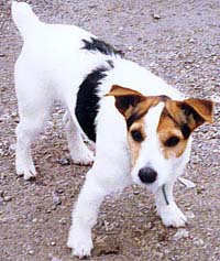 broken haired jack russell