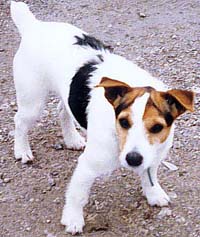 broken coat jack russell puppy