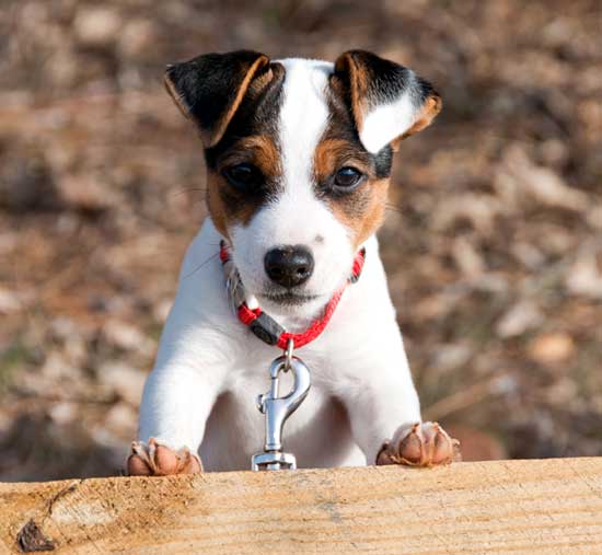 Dog scooting recognizing anal gland problems