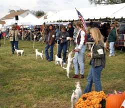 Terrier pays attention to her owners in the conformation ring