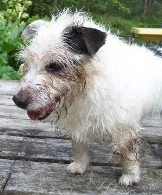 Dirty Dog Jack Russell Terrier Photo