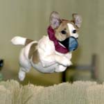 Jack Russell Terrier Racing