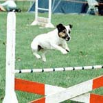 Jack Russell Terrier Agility