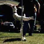 Jack Russell Terrier High Jump
