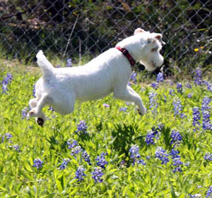 Grass Eating