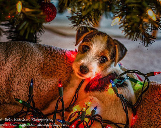 Holiday Jack Russell Terrier Photo