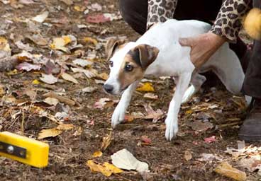 Jack Russell Terrier Club of America