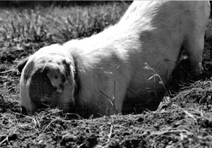 Jack Russell Terrier Digging