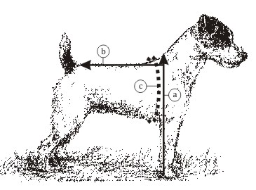 Jack Russell Size Chart