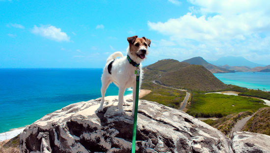 Natural Jack Russell Terruer Photo