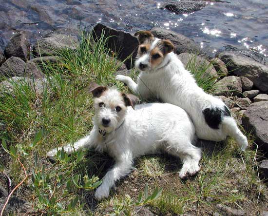 Jack Russell Terrier Club of America JRTCA - National Breed Club and ...
