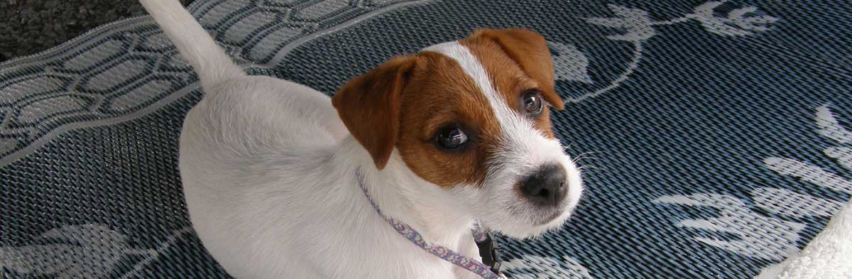 JRT Advice: Training and Behavior