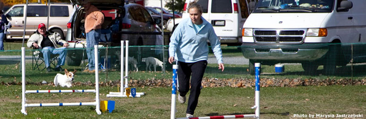 Jack Russell Terrier Agility