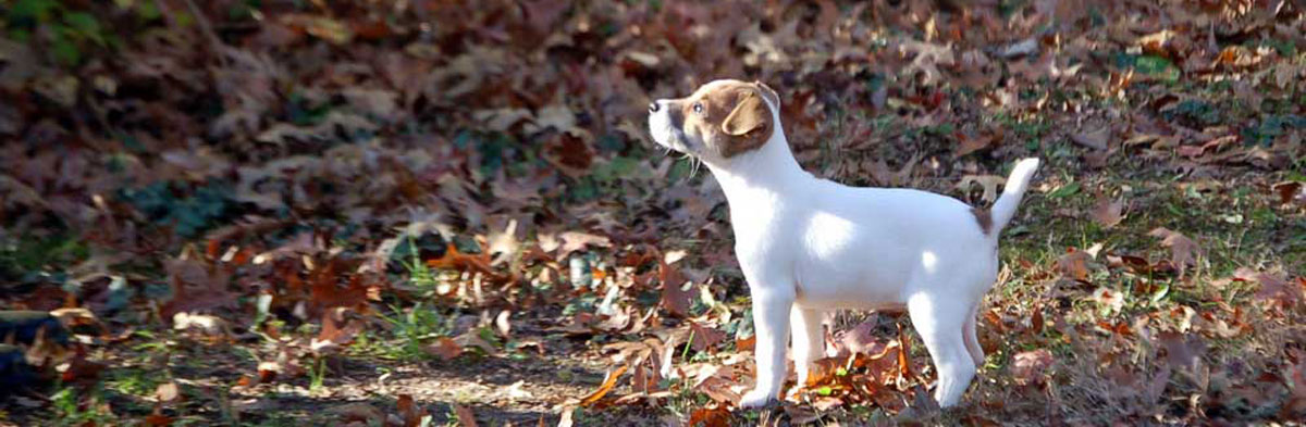 buy jack russell terrier