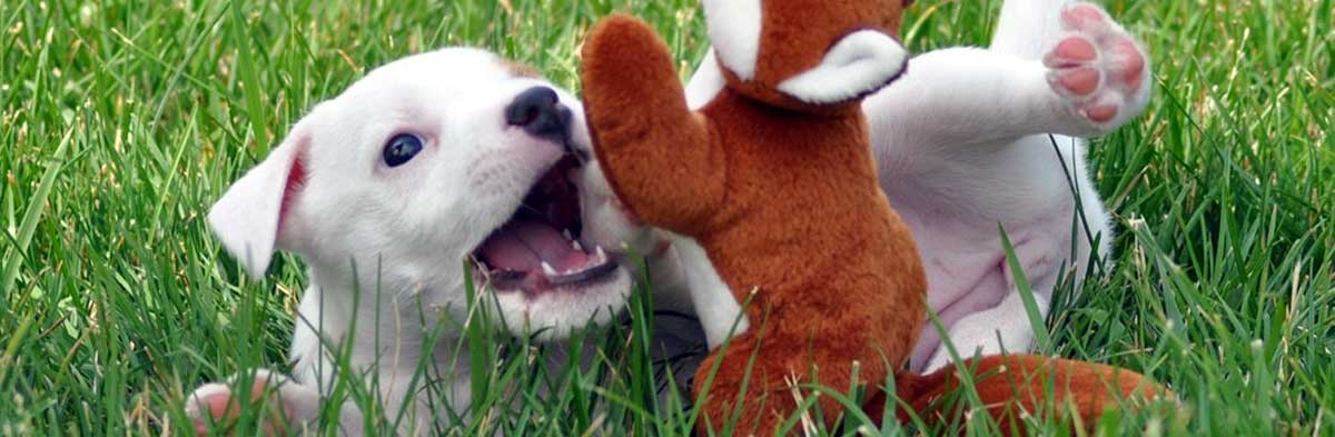 do jack russell terriers get along with cats