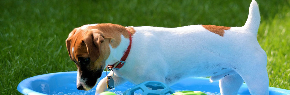 Jack Russell Terrier JRTCA Advice 